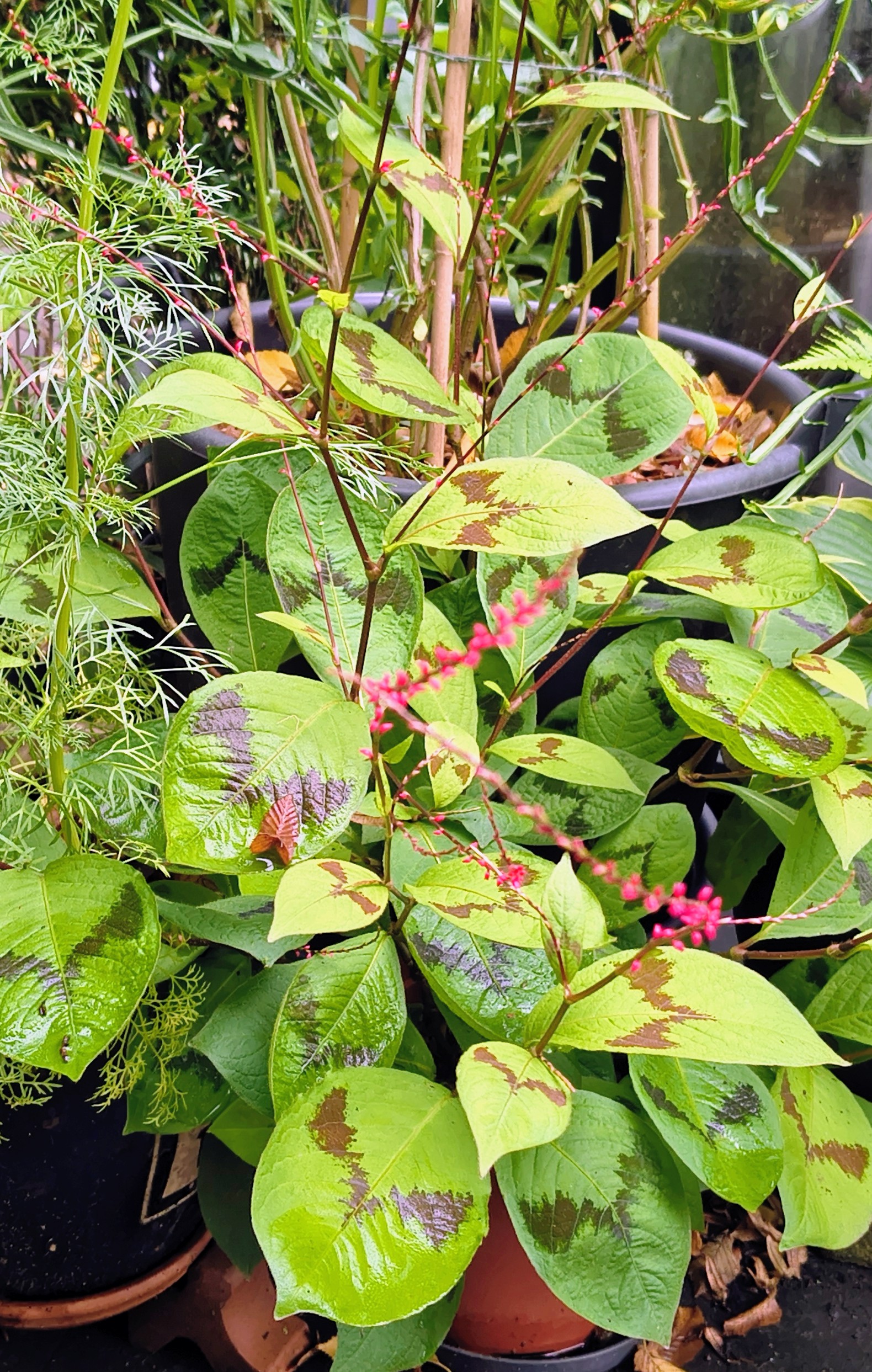 Foto van StekSpot – Wortelen & Delen 🌱